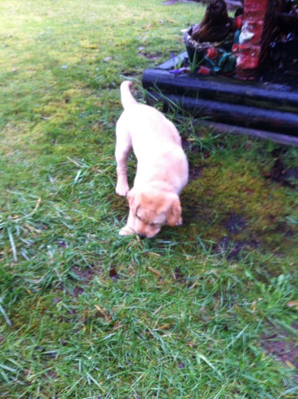Little yellow lab puppie Image eClassifieds4u