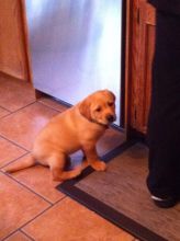 Little yellow lab puppie Image eClassifieds4u 2