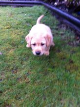 Little yellow lab puppie Image eClassifieds4u 4