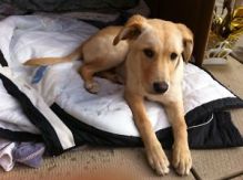 golden lab puppy