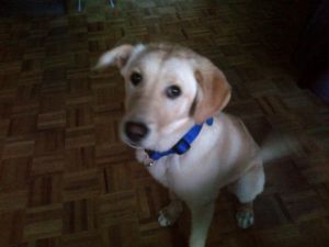 golden lab puppy Image eClassifieds4u