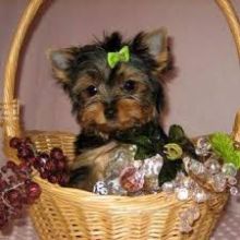 Gorgeous Teacup Yorkie Puppies Text (508) 834-4790)