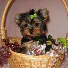 Gorgeous Teacup Yorkie Puppies Text (508) 834-4790) Image eClassifieds4u
