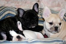 Gorgeous French Bulldog Puppies...(302) 583-1380