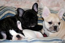 Gorgeous French Bulldog Puppies...(302) 583-1380 Image eClassifieds4U