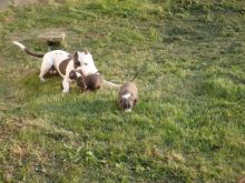 Blue Nose Pitbull for Sale