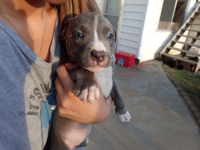 Blue Nose Pitbull for Sale Image eClassifieds4u