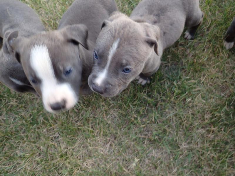 Blue Nose Pitbull for Sale Image eClassifieds4u