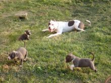 Blue Nose Pitbull for Sale Image eClassifieds4u 2