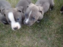 Blue Nose Pitbull for Sale Image eClassifieds4u 4