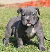 Healthy American Pitbull Puppies For New Homing text via (213) 787-4282 Image eClassifieds4U