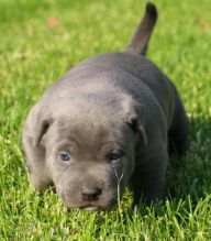 Pitbull puppies need good home text via (213) 787-4282