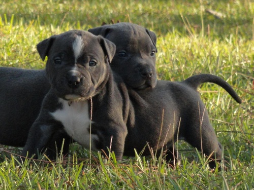 Champion American PitBull bully puppies text via (213) 787-4282 Image eClassifieds4u