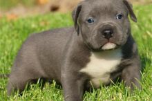 Blue nose pittbull puppies for adoption text via (213) 787-4282 Image eClassifieds4U