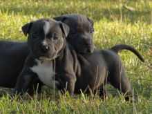 Champion American PitBull bully puppies text via (213) 787-4282 Image eClassifieds4U
