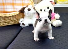 registered French Bulldog puppies that can't wait to meet a new family [lingabibi500@gmail.com]