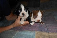Boston Terrier Puppies (CKC Reg'd) txt denisportman500@gmail.com