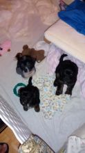 Chinese crested Image eClassifieds4u 1