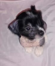 Chinese crested Image eClassifieds4u 3