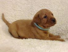 Stunning Shih Tzu Puppies Available for adoption email: lindsayurbin@gmail.com