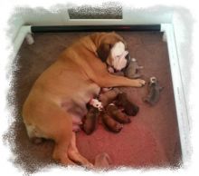 Bulldog Puppies- Olde English Bulldogge Puppies **Rare Breed* Image eClassifieds4u 2