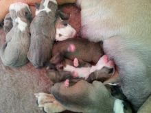 Bulldog Puppies- Olde English Bulldogge Puppies **Rare Breed* Image eClassifieds4u 3