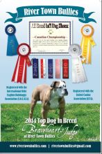 Bulldog Puppies- Olde English Bulldogge Puppies **Rare Breed* Image eClassifieds4u 4