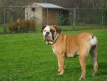 Bulldog Puppies- Olde English Bulldogge Puppies **Rare Breed* Image eClassifieds4u 1