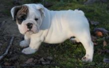 Potty Tained English Bulldog Puppies Available
