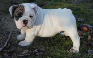 Potty Tained English Bulldog Puppies Available Image eClassifieds4u