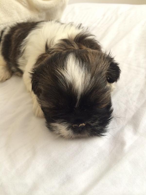 Adorable female Shih Poo puppy (Shih Tzu) Image eClassifieds4u