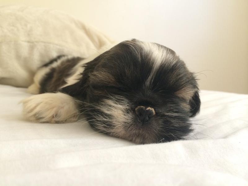 Adorable female Shih Poo puppy (Shih Tzu) Image eClassifieds4u