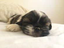 Adorable female Shih Poo puppy (Shih Tzu) Image eClassifieds4u 2