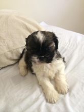 Adorable female Shih Poo puppy (Shih Tzu) Image eClassifieds4u 3