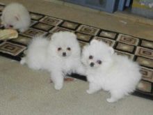 Gorgeous Pomeranian puppies available and ready for her new home. (845) 377-3620