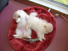 Top Quality Pomeranian Puppies Available Image eClassifieds4u 3