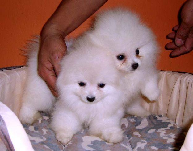 Top Quality Pomeranian Puppies Available Image eClassifieds4u