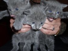 beautiful male and female Russian Blue kittens for sale text me your email at 4793106602