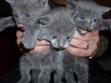 beautiful male and female Russian Blue kittens for sale text me your email at 4793106602 Image eClassifieds4U
