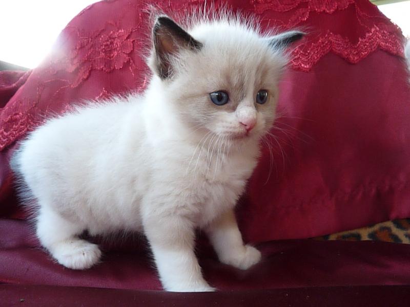 Male and female Ragdoll Kittens For Sale text me your email at 4793106602 Image eClassifieds4u