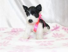 Gorgeous Schnauzer, Miniature puppies available contact for more mariaclear28@gmail.com