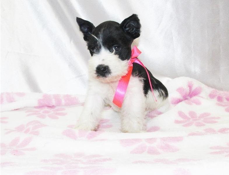 Gorgeous Schnauzer, Miniature puppies available contact for more mariaclear28@gmail.com Image eClassifieds4u