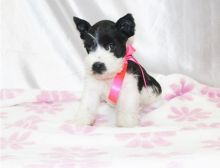 Gorgeous Schnauzer, Miniature puppies available contact for more mariaclear28@gmail.com Image eClassifieds4U