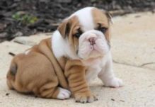 Adorable and very cuddly English bulldog puppies are available
