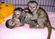 Adorable capuchin monkeys for adoption.Text 289-809-8322