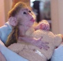 Adorable Hand Raised Male and Female Capuchin Monkeys..Text 289-809-8322
