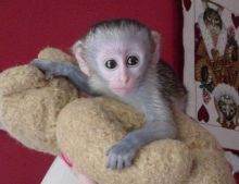 Small, cute and healthy Lovable well trained Capuchin monkey..Text at 289-809-8322