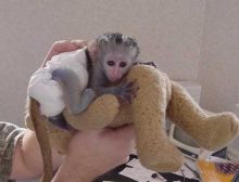 Well trained, socialized, diaper trained Capuchin Monkeys..Text 289-809-8322