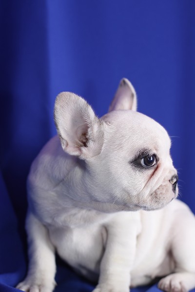 Cute French Bulldog Puppies Image eClassifieds4u
