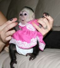 Wonderful Lovely Capuchin monkeys for adoption.Text 289-809-8322 Image eClassifieds4U